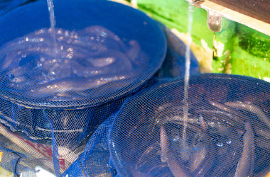 うなぎの匠 ふじや蔵本本店